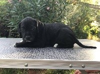 CHIOT