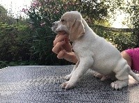 CHIOT