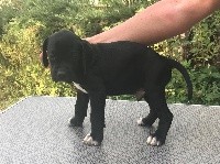 CHIOT