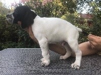 CHIOT