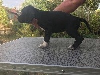 CHIOT